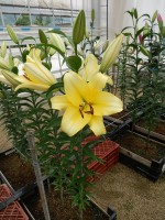 [4420 PO20 Outback No01.JPG]